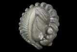Wide, Enrolled Flexicalymene Trilobite - Removable From Shale #67669-4